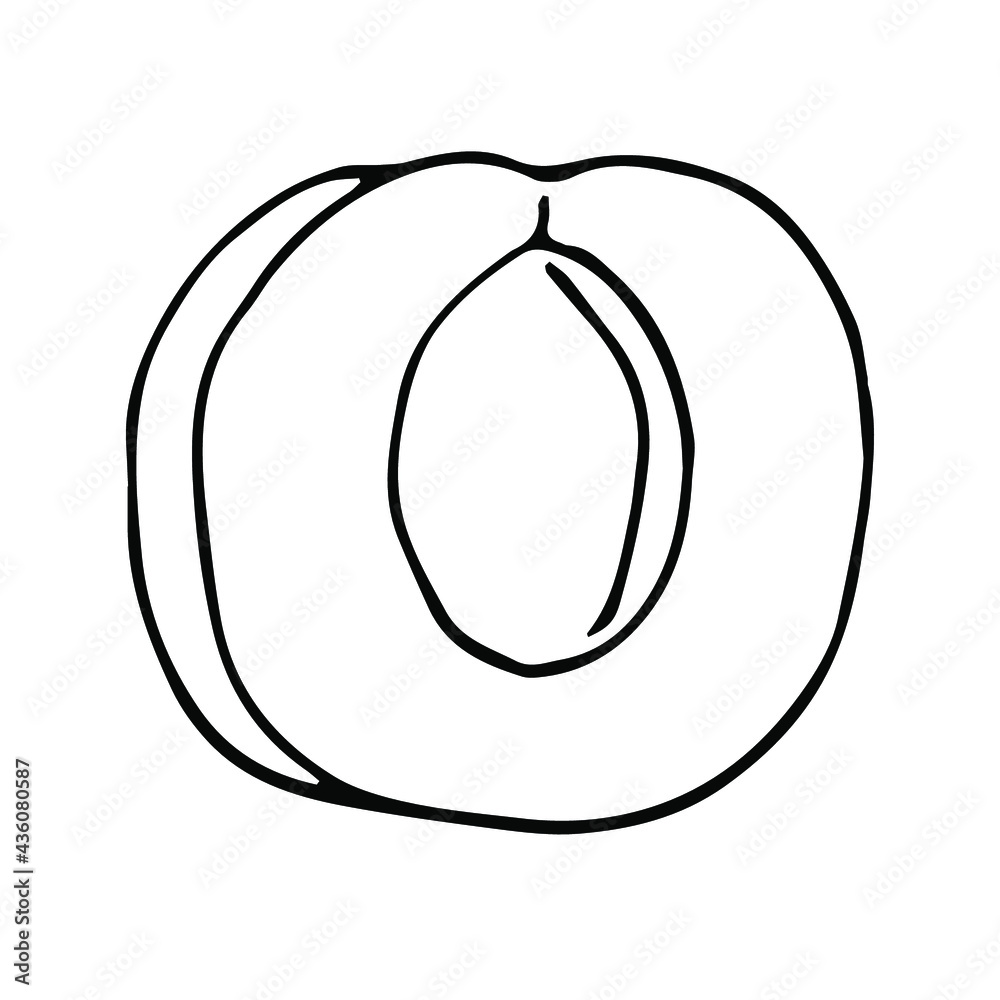 Apricot vector illustration, hand drawn doodle Apricot vector illustration, hand drawn doodle