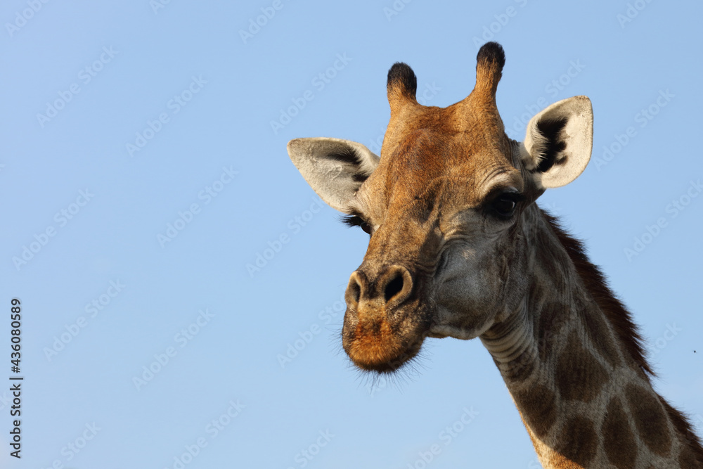Giraffe / Giraffe / Giraffa Camelopardalis Giraffe / Giraffe / Giraffa Camelopardalis