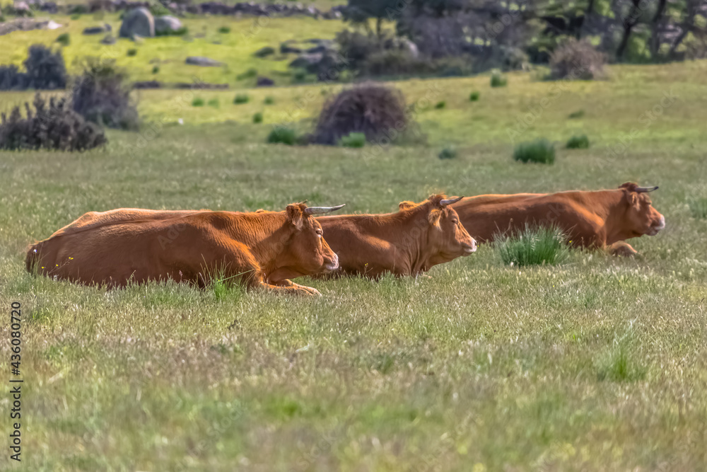 View of cows lying in pasture, beef cattle, spanish farmland View of cows lying in pasture, beef cattle, spanish farmland