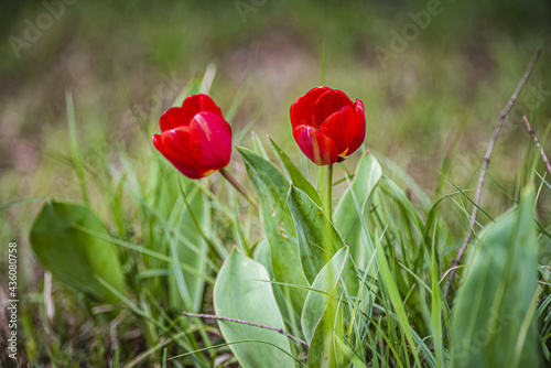 Red tulips in spring