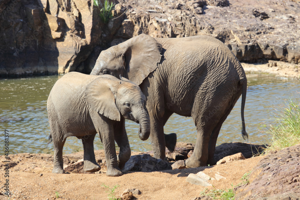 Afrikanischer Elefant am Mphongolo River/ African elephant at Mphongolo River / Loxodonta africana. Afrikanischer Elefant am Mphongolo River/ African elephant at Mphongolo River / Loxodonta africana.