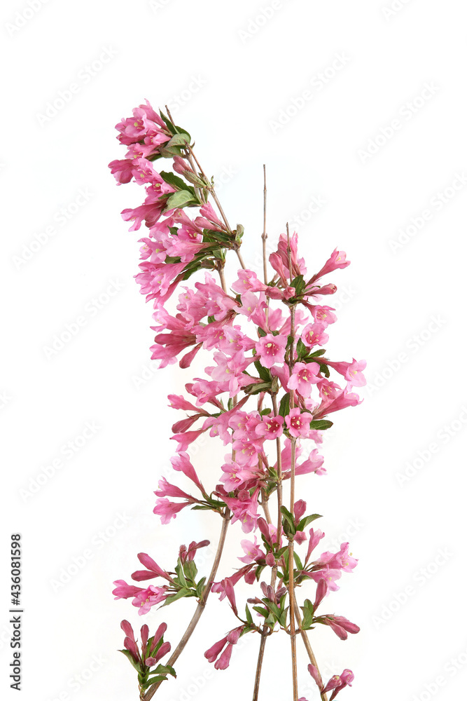 Weigela branches isolated on white background. Blooming flowers of weigela florida shrub in spring. Weigela branches isolated on white background. Blooming flowers of weigela florida shrub in spring.