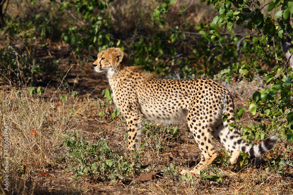 Gepard / Cheetah / Acinonyx jubatus. Gepard / Cheetah / Acinonyx jubatus.