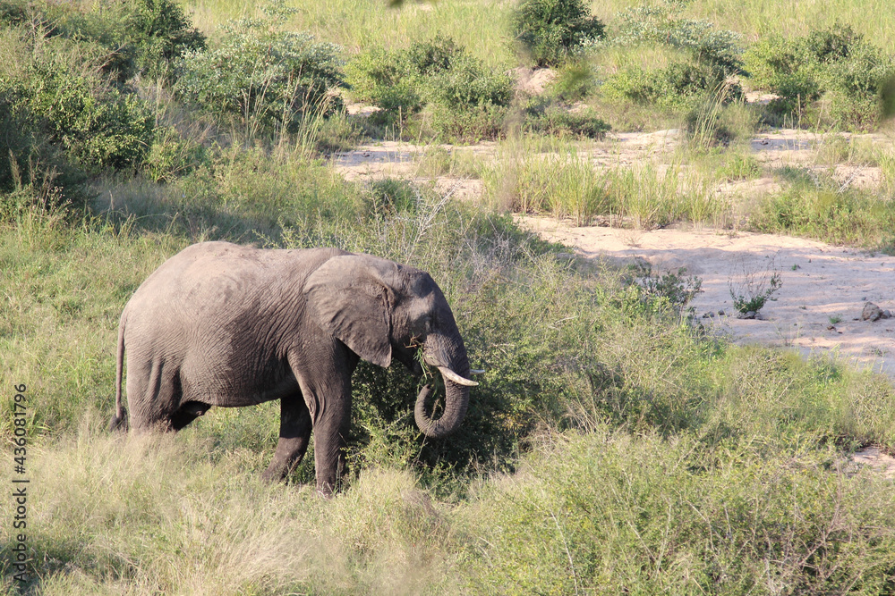 Afrikanischer Elefant / African elephant / Loxodonta africana Afrikanischer Elefant / African elephant / Loxodonta africana