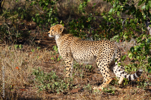 Gepard / Cheetah / Acinonyx jubatus.