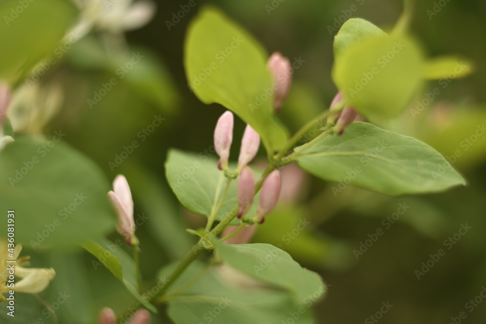 Summer flowering shrub. White flowers on a green blurred background. Summer flowering shrub. White flowers on a green blurred background.