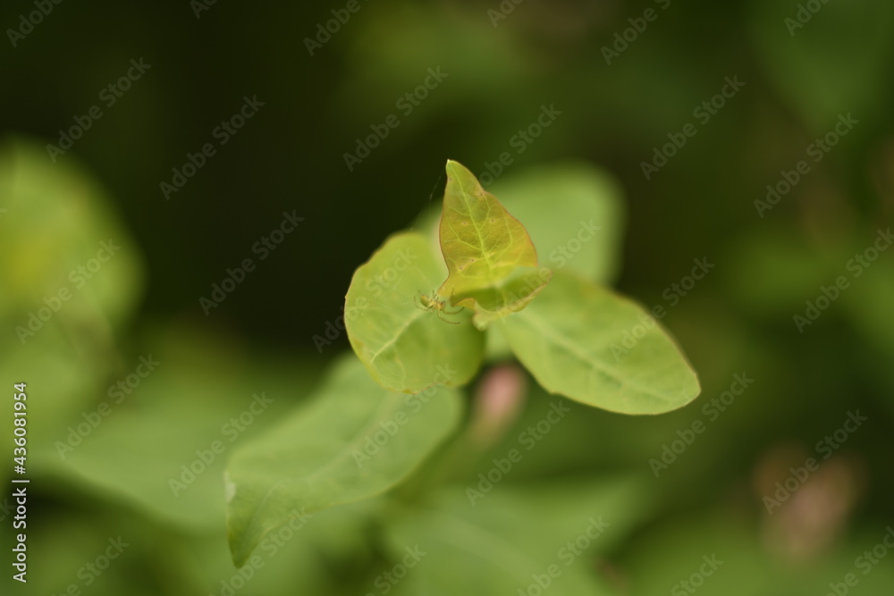 Macro. Three leaves of a bush close-up on a green blurred background. Macro. Three leaves of a bush close-up on a green blurred background.