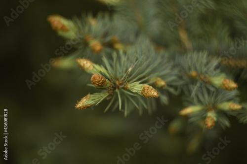 Young twigs of blue spruce on a dark background. Protective husk at the ends of the branches. Close-up. 