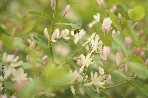 Flowering shrub. Small pink and white flowers on a green background. A bee flies around a flower. 