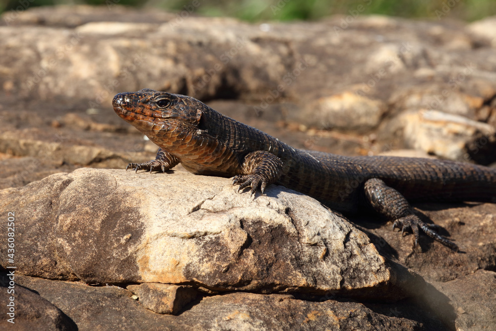 Felsen-Schildechse / Giant plated lizard / Gerrhosaurus validus Felsen-Schildechse / Giant plated lizard / Gerrhosaurus validus