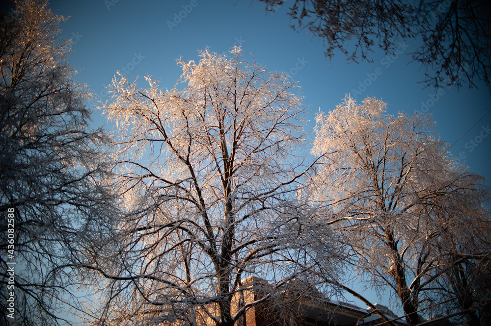 Fototapeta premium varia