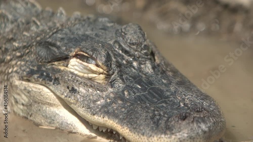 Slow motion alligator eyelid closing and opening