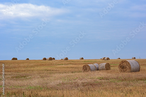Landscape - Round haystacks in a spring field under the sky