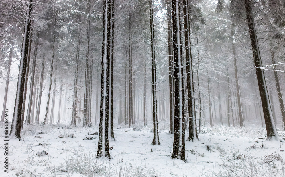 Fototapeta premium Schnee an den Bäumen im Wald