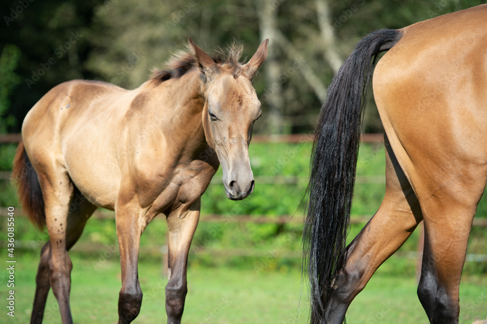 Obraz premium walking purebred akhalteke foal with mom in huge grass paddock