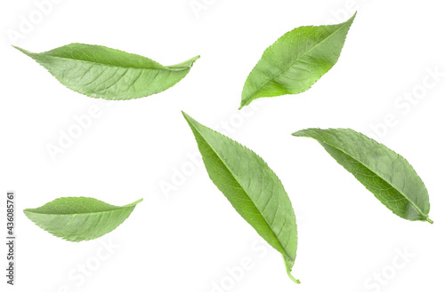 The leaves of peach isolated on white background