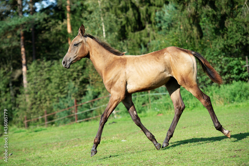 running purebred akhalteke foal in huge grass  paddock