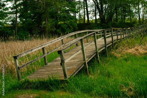 Wood walking bridge over wet marshy area in Michigan.