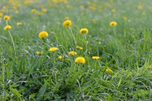 Meadow with yellow spring dandelions