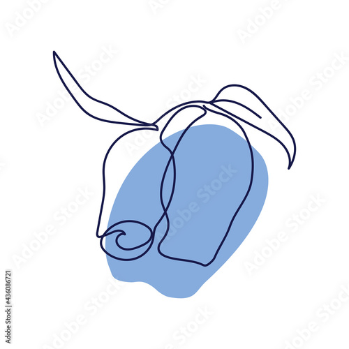 two honeysuckle berries with leaves are drawn in one solid line against a blue spot on a white background