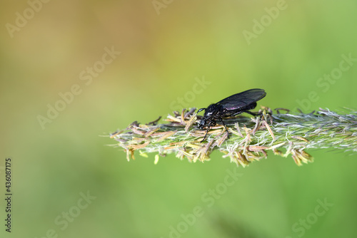 Close-up of a dark-winged hair mosquito (dilophus febrilis) sitting on the tip of a flowering blade of grass in front of a green background photo