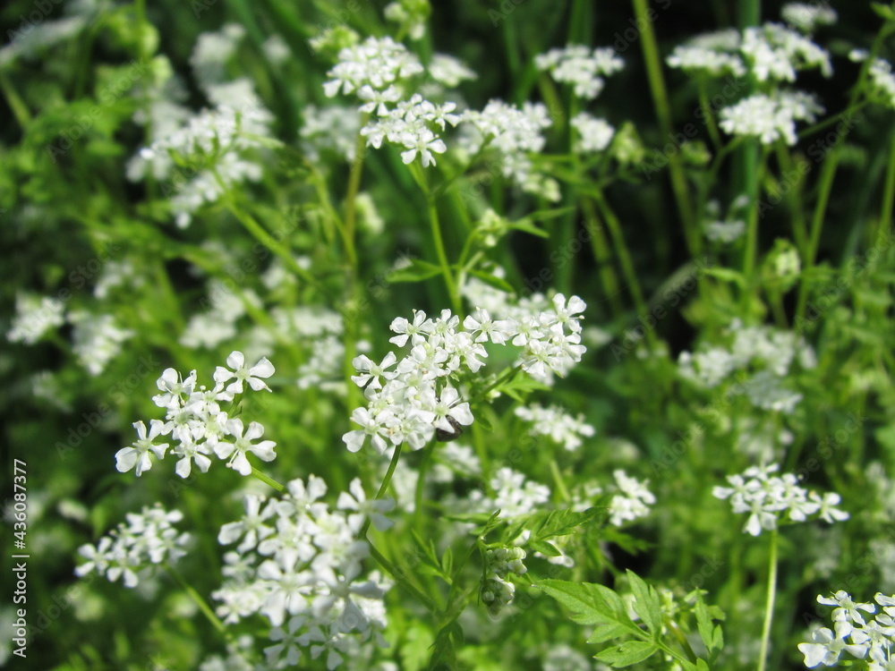 Wildflowers on background