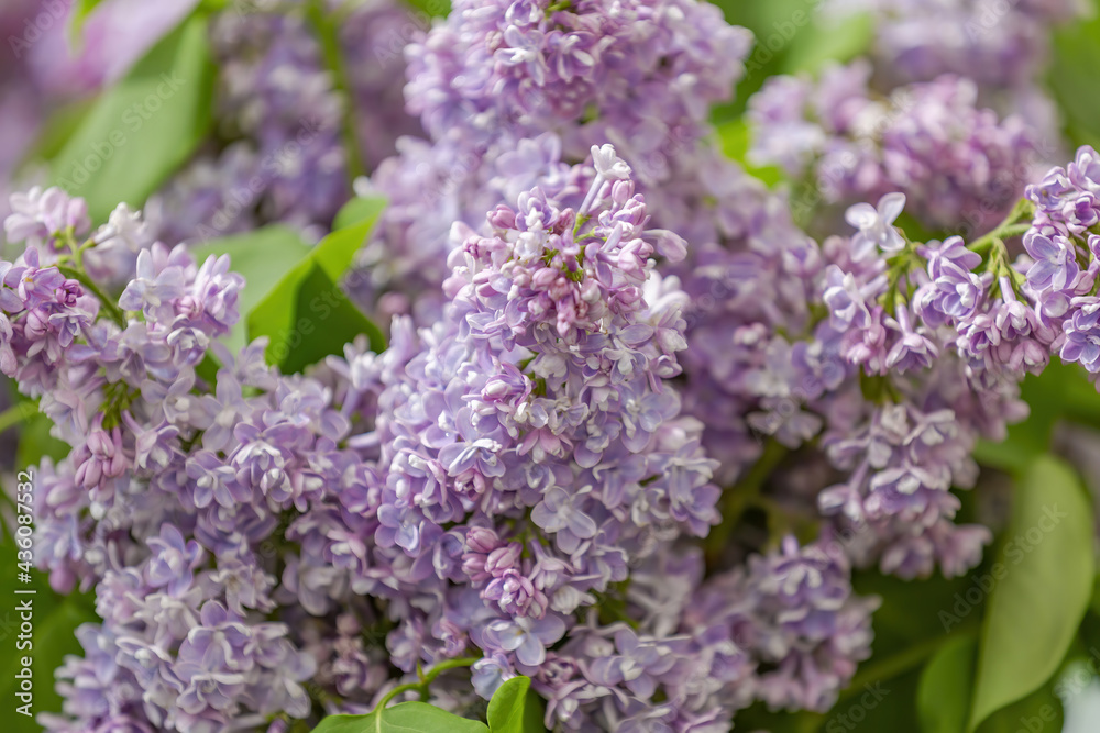 Lilac bush branches with green leaves and bright blossoming flowers Lilac bush branches with green leaves and bright blossoming flowers