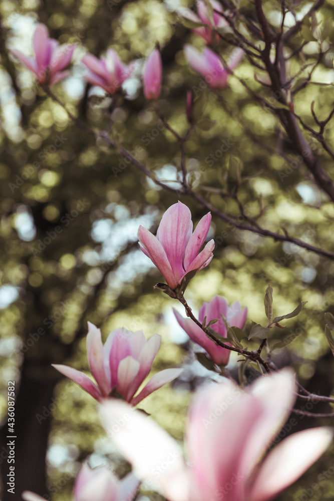 Spring floral background. Beautiful light pink magnolia flowers in soft light. Selective focus 