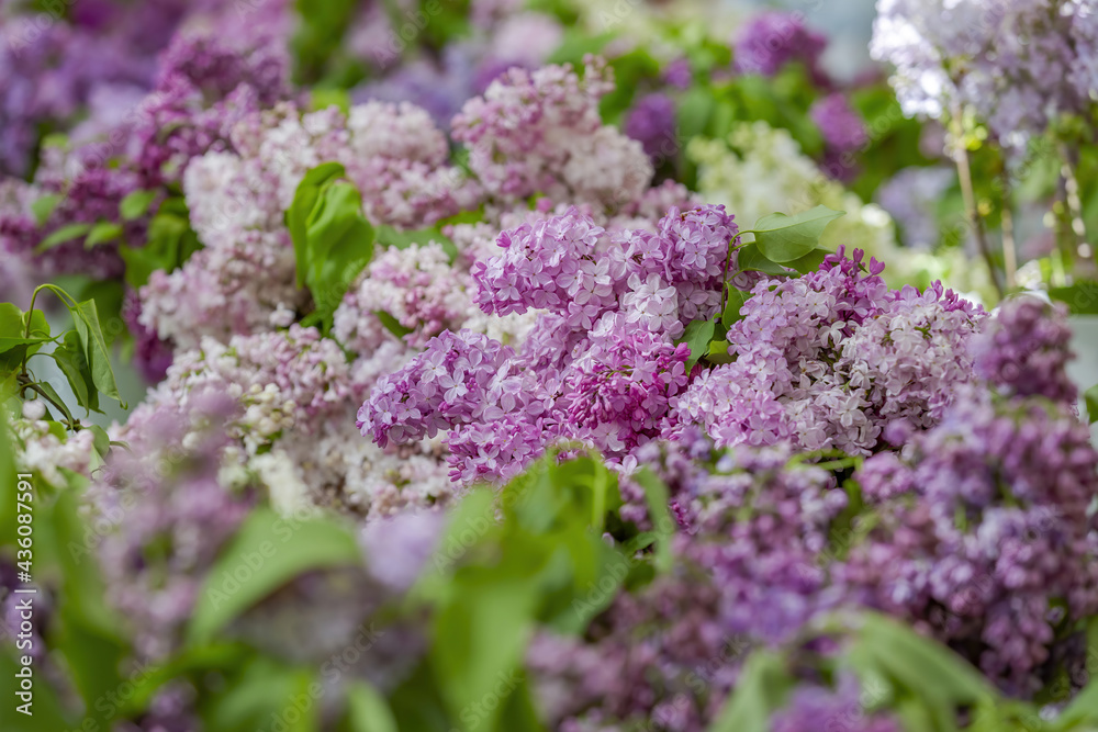 Obraz premium Lilac bush branches with green leaves and bright blossoming flowers