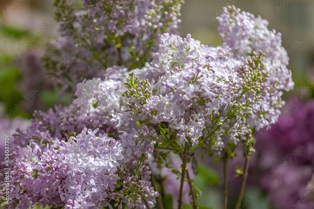 Obraz premium Lilac bush branches with green leaves and bright blossoming flowers