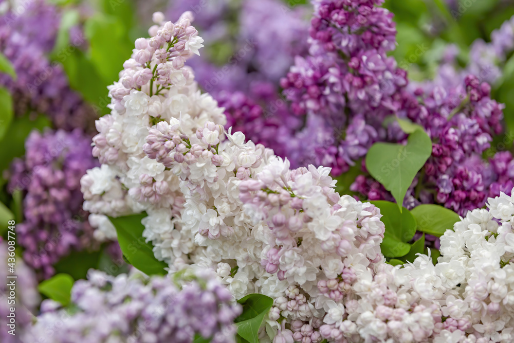 Lilac bush branches with green leaves and bright blossoming flowers Lilac bush branches with green leaves and bright blossoming flowers