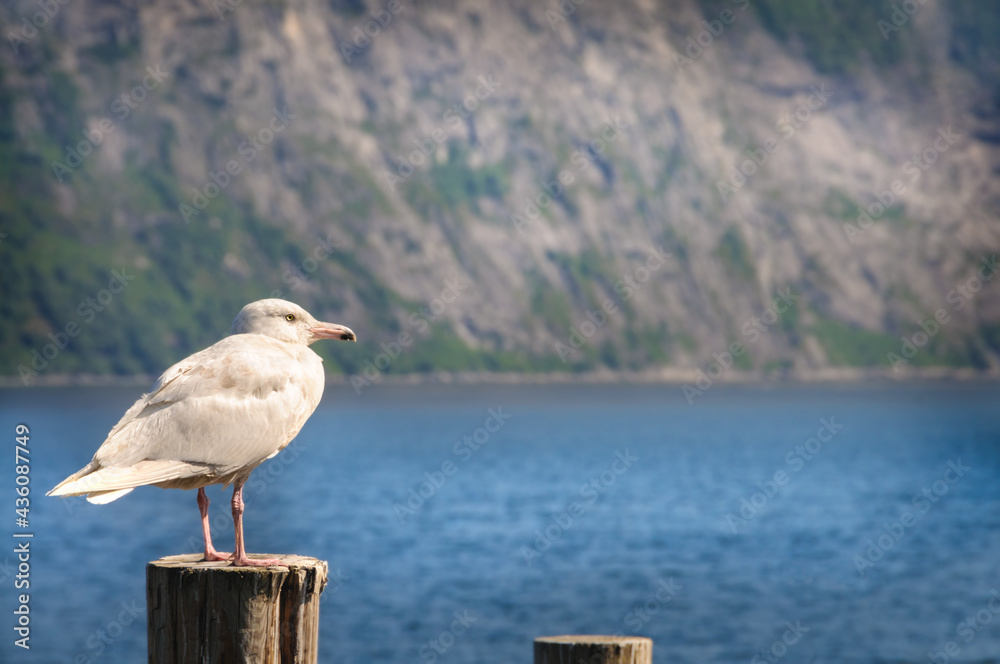 Obraz premium Norwegian seagull against the backdrop of mountains and ocean. Selective focus with copy space