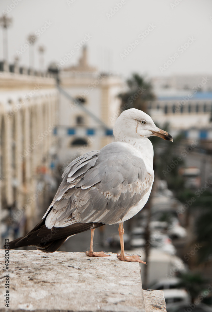seagull on the pier in the city seagull on the pier in the city