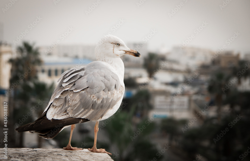 seagull on the pier in the city seagull on the pier in the city