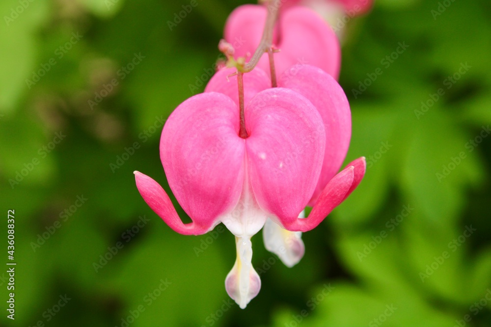 Closeup of a Bleeding Heart Blooms Closeup of a Bleeding Heart Blooms
