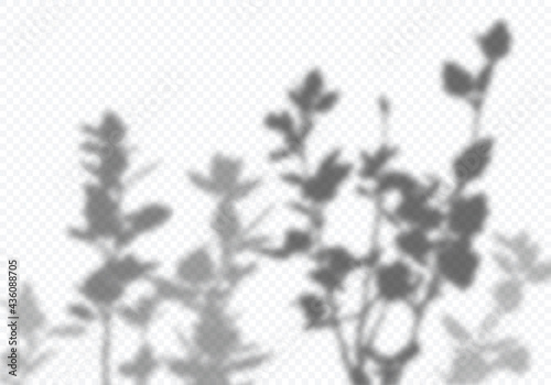 Vector Transparent Shadow of Tree Branches with Leaves. Decorative Design Element for Presentations and Mockups. Creative Overlay Effect