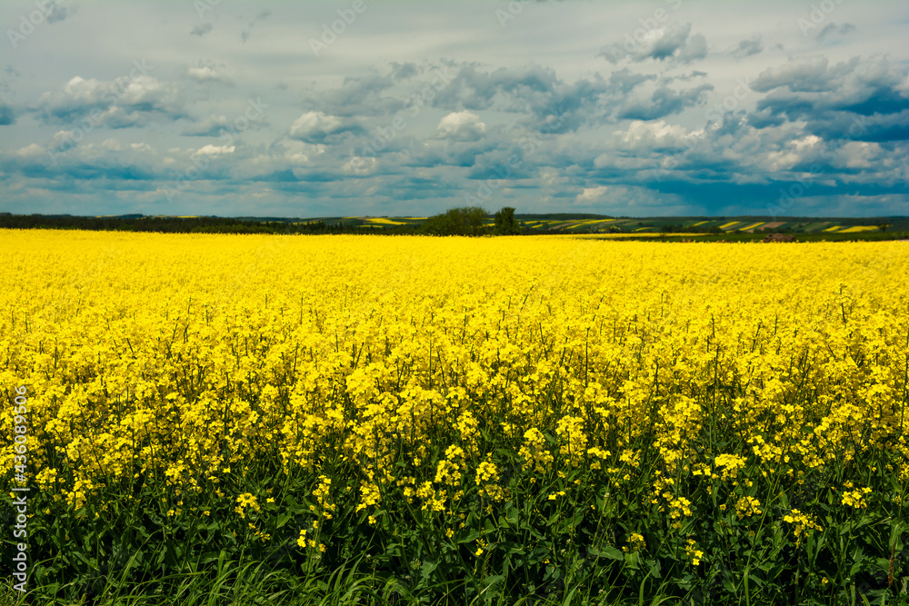 Scenic View Of Oilseed Rape Field Against Cloudy Sky