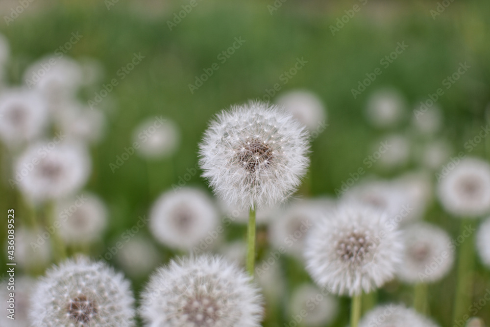 Fluffy, white, faded dandelion heads on a blurred background. Close-up. Spring, summer concept. Fluffy, white, faded dandelion heads on a blurred background. Close-up. Spring, summer concept.