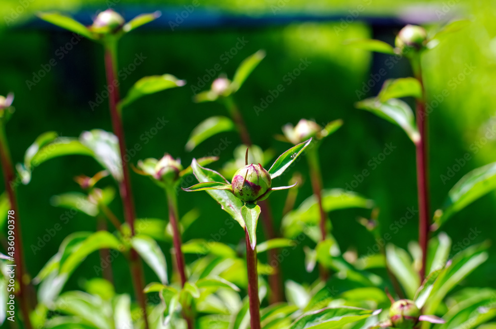 unopened peony bud in the garden unopened peony bud in the garden