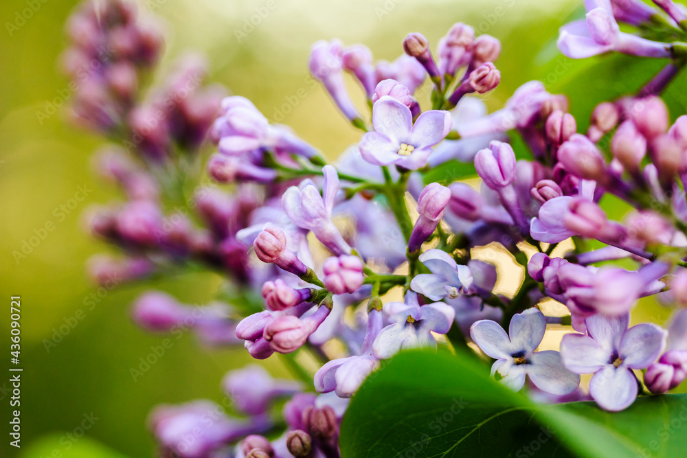 Macro of purple lilac starting to bloom with green leaves in spring garden. Lilac blooms background, shallow focus Macro of purple lilac starting to bloom with green leaves in spring garden. Lilac blooms background, shallow focus