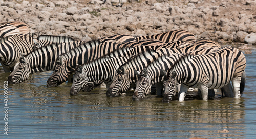 zebra herd drinking at okuakuejo waterhole namibia at midday