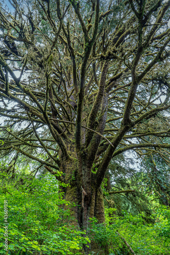 A huge moss covered spruce tree in the Oregon coast hills east of Yachats