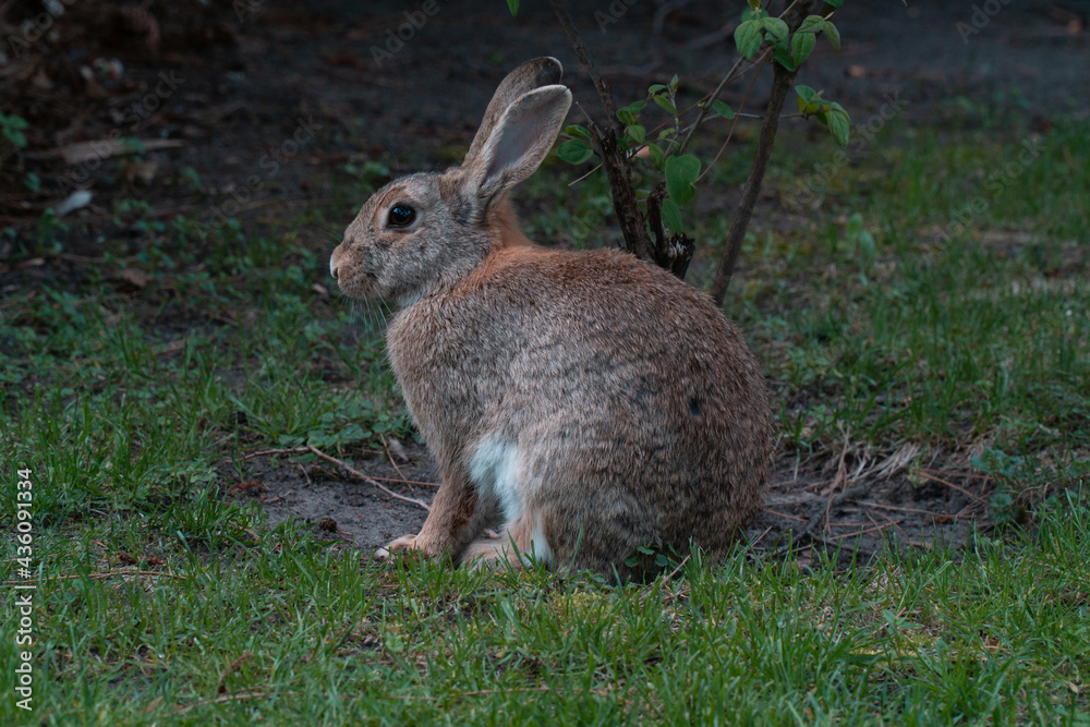 gray rabbit on the lawn gray rabbit on the lawn