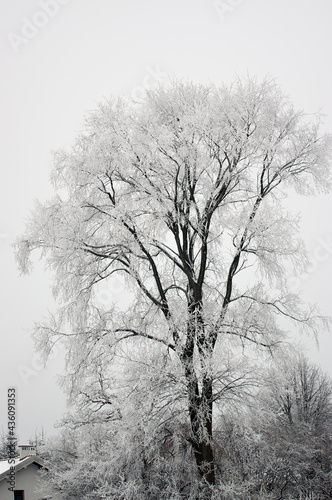Duże samotne drzewo oszronione gałęzie zimowa sceneria 