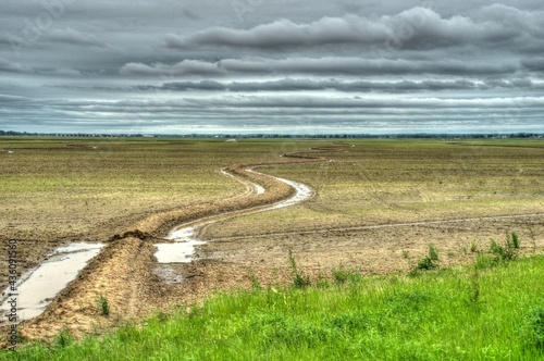 Arkansas ricefield ricefield
