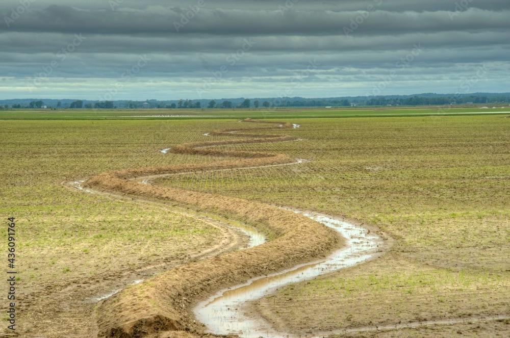 Naklejka premium Rice field leve pattern 1