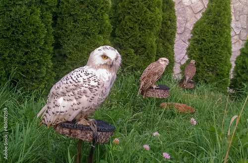 three tied birds of prey sit on a background of green grass