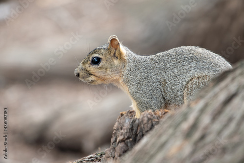 squirrel wildlife  Texas  New Braunfels