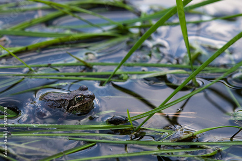 Frog in water