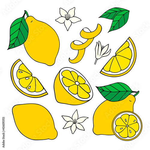 Vector set with outline half and whole fruit, slice, leaf and Lemon flower isolated on white background.